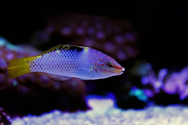 Mermer Wrasse Halichoeres Hortulanus — Stok fotoğraf