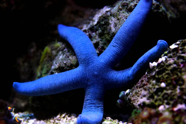 Blue Sea Star Linckia Laevigata — Stock fotografie