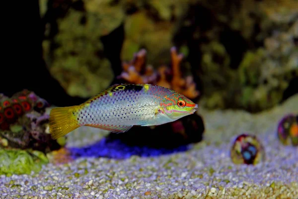 Marmo Wrasse Halichoeres Hortulanus — Foto Stock