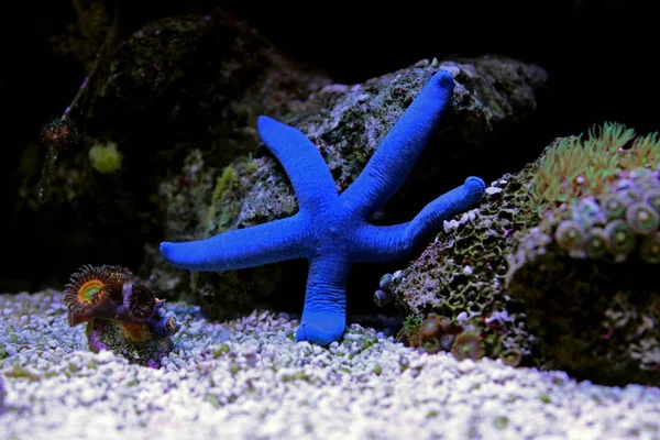 Estrela Mar Azul Linckia Laevigata — Fotografia de Stock