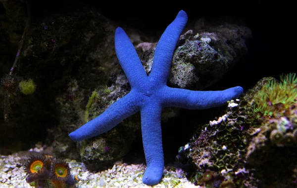 Mavi Deniz Yıldız Linckia Laevigata — Stok fotoğraf