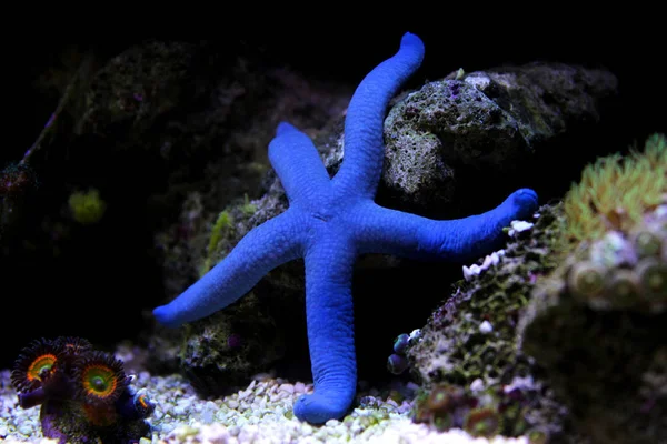 Blue Sea Star Linckia Laevigata — стоковое фото