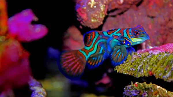 Mandarin Fish Synchiropus Splendidus — Stock Photo, Image