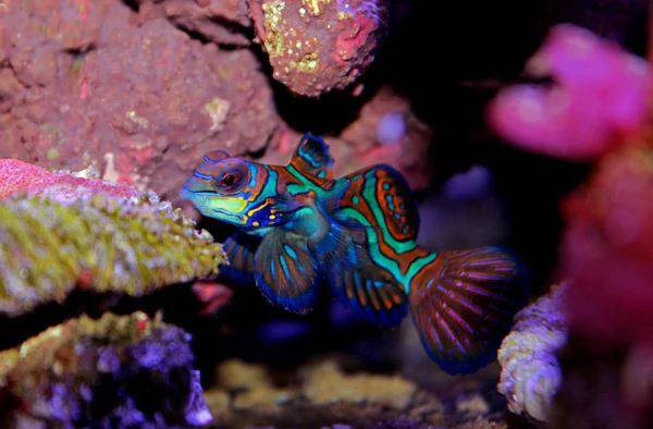 Mandarin Fish Synchiropus Splendidus — Stock Photo, Image