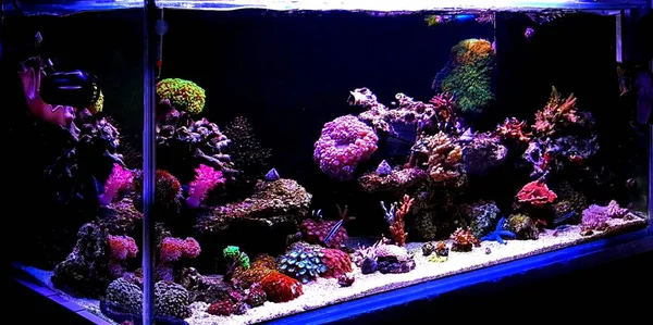 Coral reef aquarium tank at home