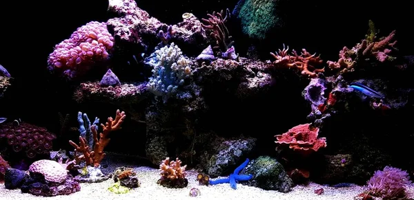 Coral reef aquarium tank at home