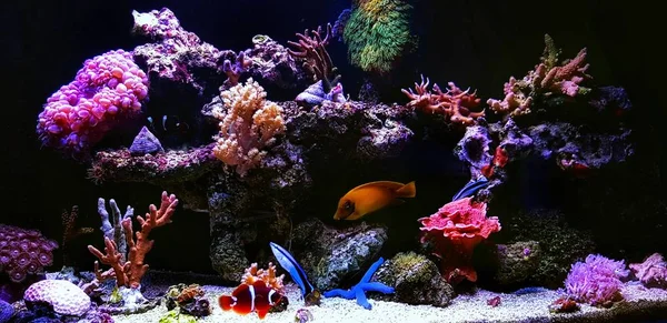 Coral reef aquarium tank at home