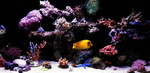 Koraal Rif Aquarium Aquarium Thuis — Stockfoto