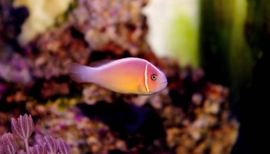 Pembe kokarca palyaço balığı - (Amphiprion perideraion)