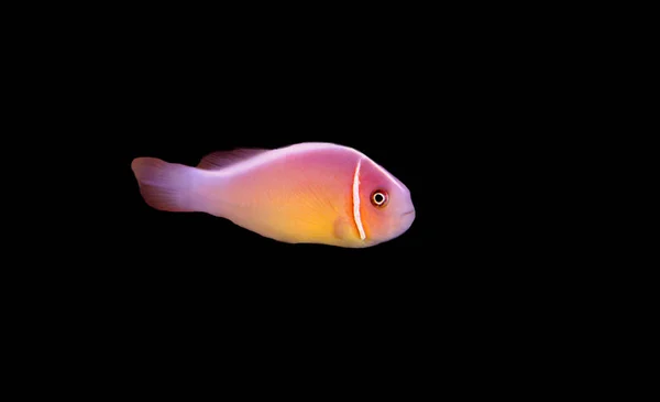 Rózsaszín Görény Bohóchal Amphiprion Perideraion — Stock Fotó