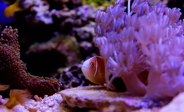 Pink Skunk Clownfish Amphiprion Perideraion — Stock Photo, Image