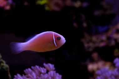 Pembe kokarca palyaço balığı - (Amphiprion perideraion)