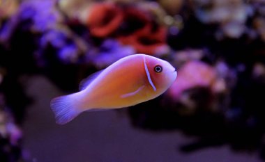 Pembe kokarca palyaço balığı - (Amphiprion perideraion)
