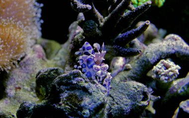 Palyaço karides (Hymenocera elegans)