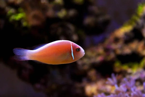 Clownfish Mouffette Rose Amphiprion Perideraion — Photo