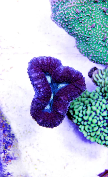 Elszigetelt Nyitott Agy Lps Coral — Stock Fotó