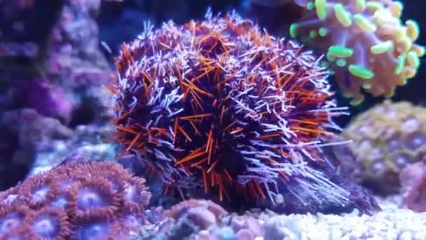 Pincushion Urchin Peloso Tripneustes Gratilla — Video Stock