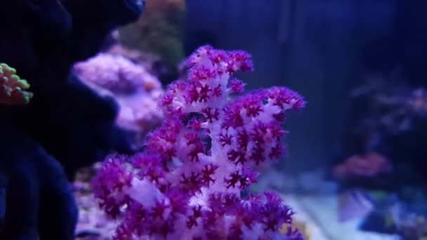 Coral Γαρύφαλλο Tree Dendronephthya — Αρχείο Βίντεο