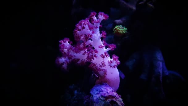 Koral Goździk Drzewo Dendronephthya — Wideo stockowe