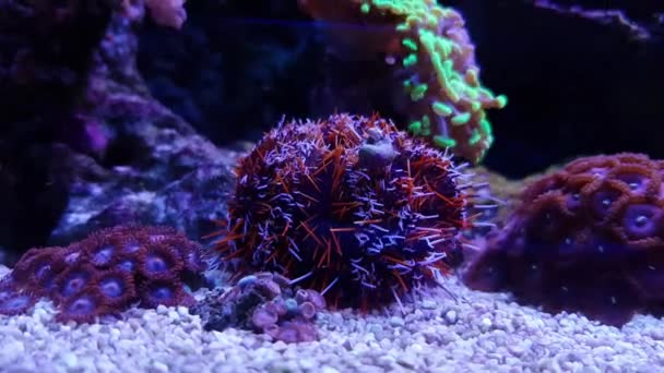 Pincushion Urchin Peloso Tripneustes Gratilla — Video Stock