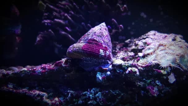 Estrela Mar Azul Linckia Laevigata — Vídeo de Stock