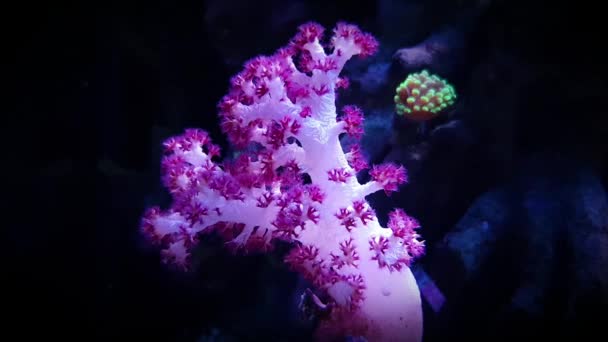 Corail Des Oeillets Dendronephthya — Video