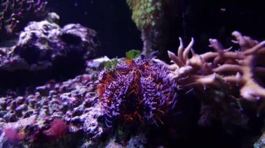İğnelik Urchin, Kıllı (Tripneustes gratilla)