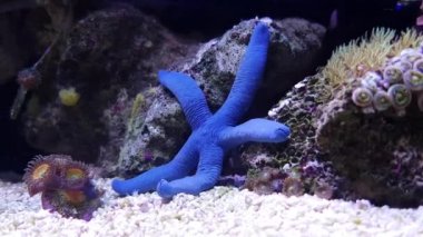 Mavi deniz yıldız - (Linckia laevigata)