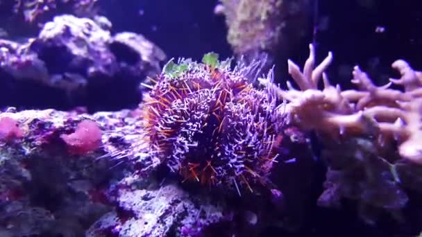 Pincushion Urchin Peluda Tripneustes Gratilla — Vídeo de stock