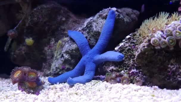 Blue Sea Star Linckia Laevigata — стоковое видео