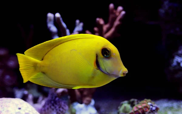 Citroen Tang Aka Chocolade Tang Acanthurus — Stockfoto