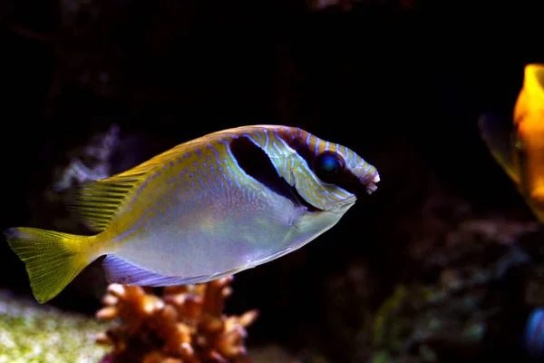 Δύο Παραγραφεί Rabbitfish Siganus Virgatus — Φωτογραφία Αρχείου