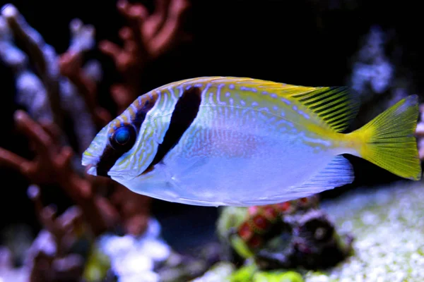 Δύο Παραγραφεί Rabbitfish Siganus Virgatus — Φωτογραφία Αρχείου