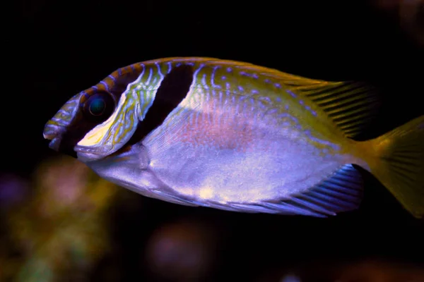 Twee Barred Rabbitfish Siganus Valse Snapper — Stockfoto