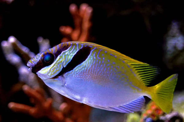 Dois Rabbitfish Barrado Siganus Virgatus — Fotografia de Stock