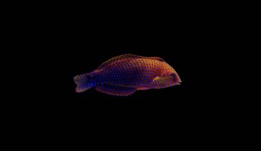 Leopar Wrasse siyah arka plan 