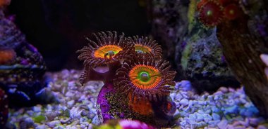 Güneşli D zoanthus polip aquacultured resif akvaryum
