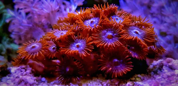 Bunte Zoanthus Polyp Aquakultur Riffaquarium — Stockfoto