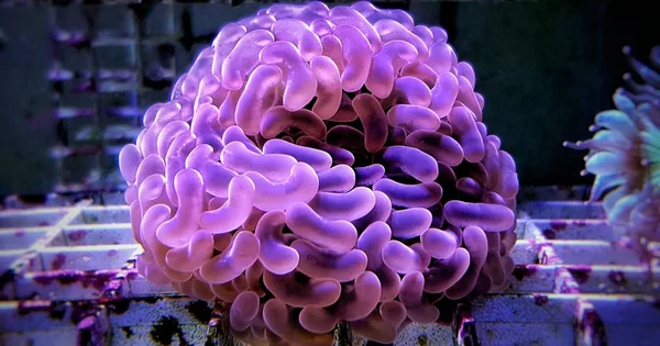 Euphyllia Lps Imagen Aislada Coral —  Fotos de Stock