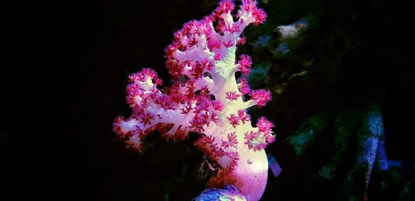 Corail Des Oeillets Dendronephthya — Photo