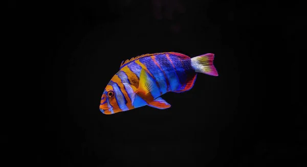 Harlequin Tusk Choerodon Fasciatus — Stock Photo, Image