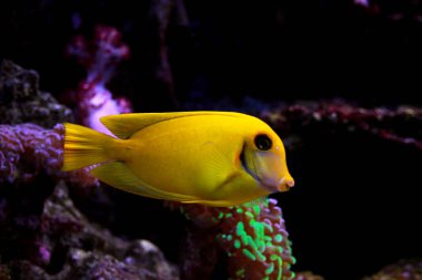 Limon Tang aka Çikolata tang (Acanthurus sp.)
