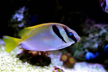 İki kedisi (Siganus virgatus çubuklu)