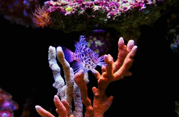 Pixy Avistado Hawkfish Tanque Recife — Fotografia de Stock