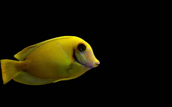 Lemon Tang Aka Chocolate Tang Acanthurus — Stock Photo, Image