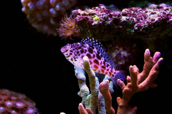 Pixy Spotted Hawkfish Reef Tank — Stock Photo, Image