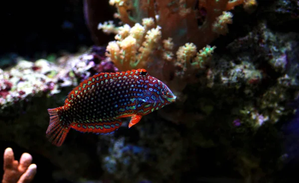 Leopar Wrasse siyah arka plan 