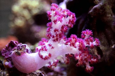 Karanfil ağacı mercan (Dendronephthya sp.) 