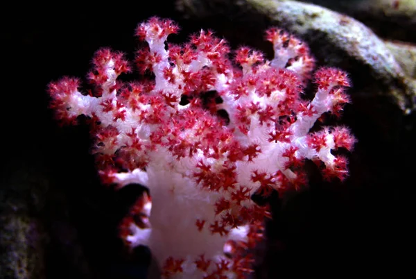 Craveiro Coral Dendronephthya — Fotografia de Stock