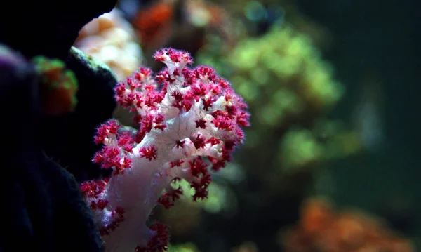 Carnation Tree Coral Dendronephthya — Stock Photo, Image